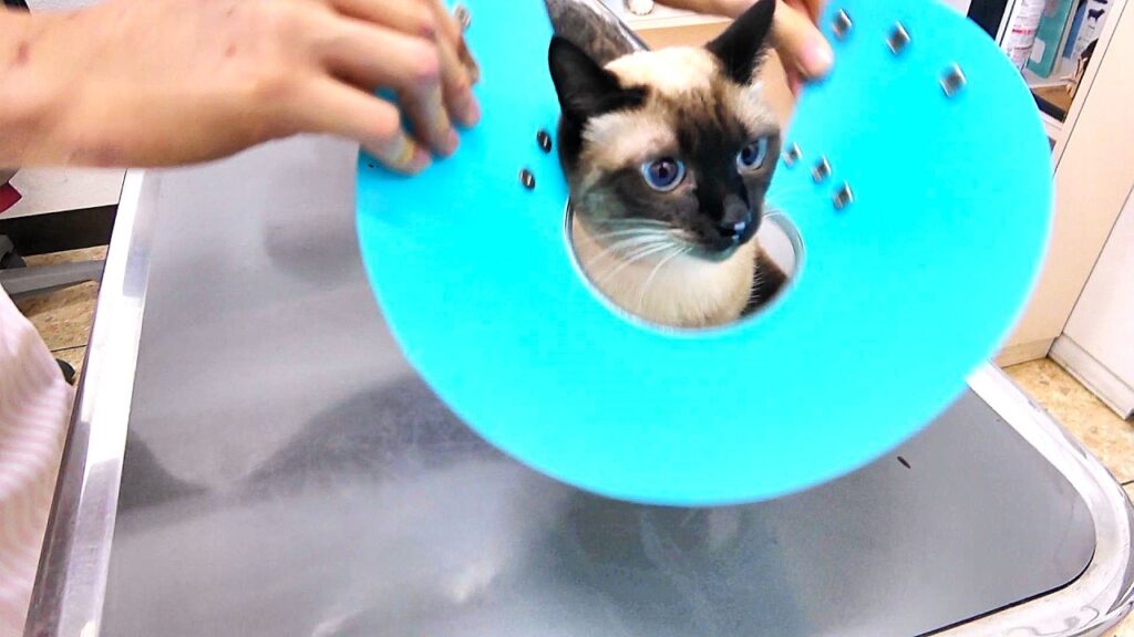 採血注射で悲鳴をあげたシャム猫が続けてワクチン注射を打たれた結果🍚