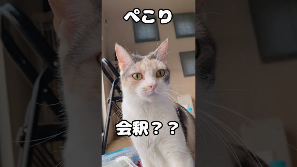 猫に挨拶したら会釈された ＃喋る猫