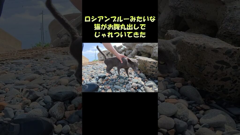 ロシアンブルーみたいな猫がお腹丸出しでじゃれついてきた #猫 #cat #ねこ
