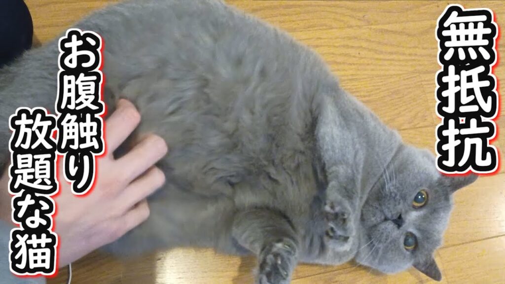 【保護猫】お腹触り放題の無抵抗ネコ【ブリティッシュショートヘア】 【保護猫】お腹触り放題の無抵抗ネコ【ブリティッシュショートヘア】