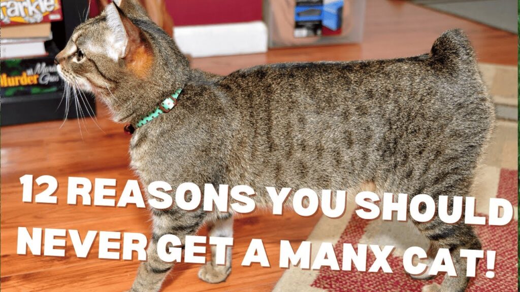 マンクス猫を飼うべきではない12の理由!😼❌ マンクス猫を飼うべきではない12の理由!😼❌