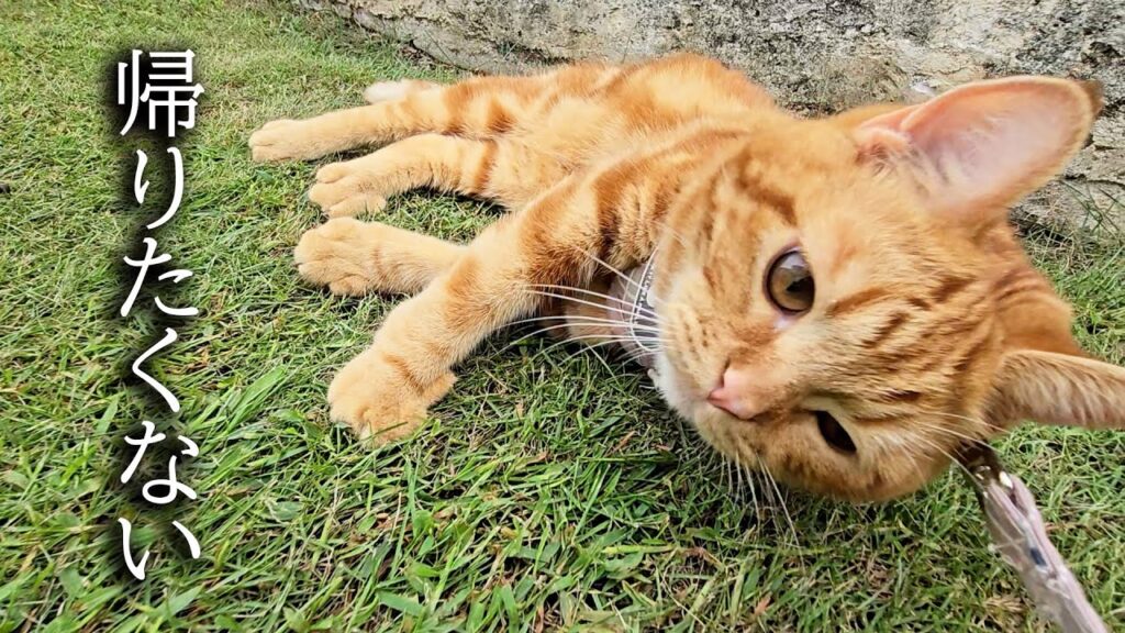 お散歩から帰りたくない子猫… お散歩から帰りたくない子猫...