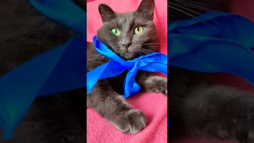 BEAUTIFUL CAT/KORAT/CUTE CAT BEAUTIFUL CAT/KORAT/CUTE CAT