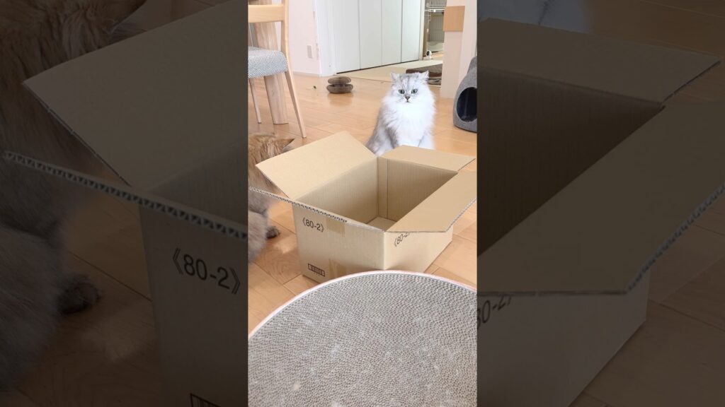 箱を見ると猫は… 【サイベリアン】 #Shorts