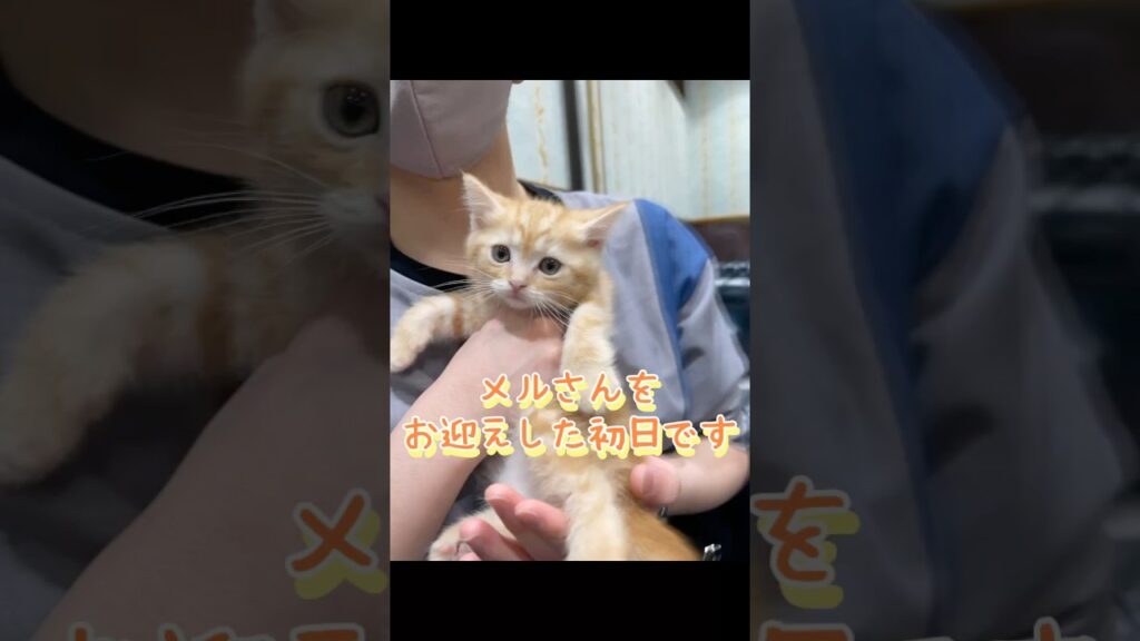 子猫との出会いから4ヶ月までの記録【メル】 #こねこ #ネコ #cat #ねこ #shorts 子猫との出会いから4ヶ月までの記録【メル】 #こねこ #ネコ #cat #ねこ #shorts