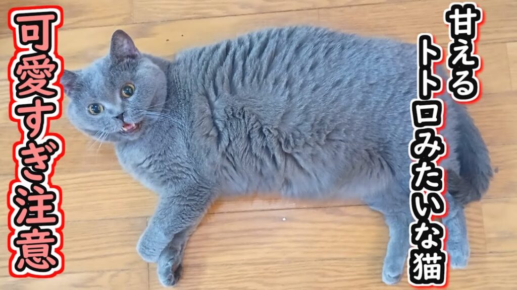 【保護猫】可愛すぎ注意!?甘えん坊のブリティッシュショートヘア【ねこのいる暮らし】 【保護猫】可愛すぎ注意!?甘えん坊のブリティッシュショートヘア【ねこのいる暮らし】