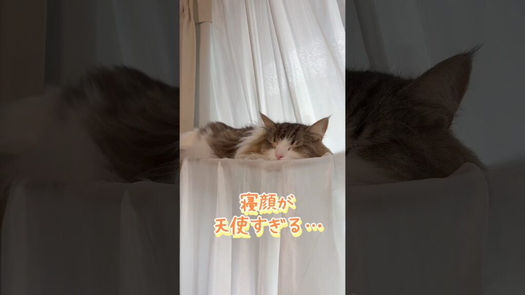 愛猫が寝てる姿が1番かわいい #ネコ #cat #ねこ #shorts #アメショ #ノルウェージャンフォレストキャット 愛猫が寝てる姿が1番かわいい #ネコ #cat #ねこ #shorts #アメショ #ノルウェージャンフォレストキャット