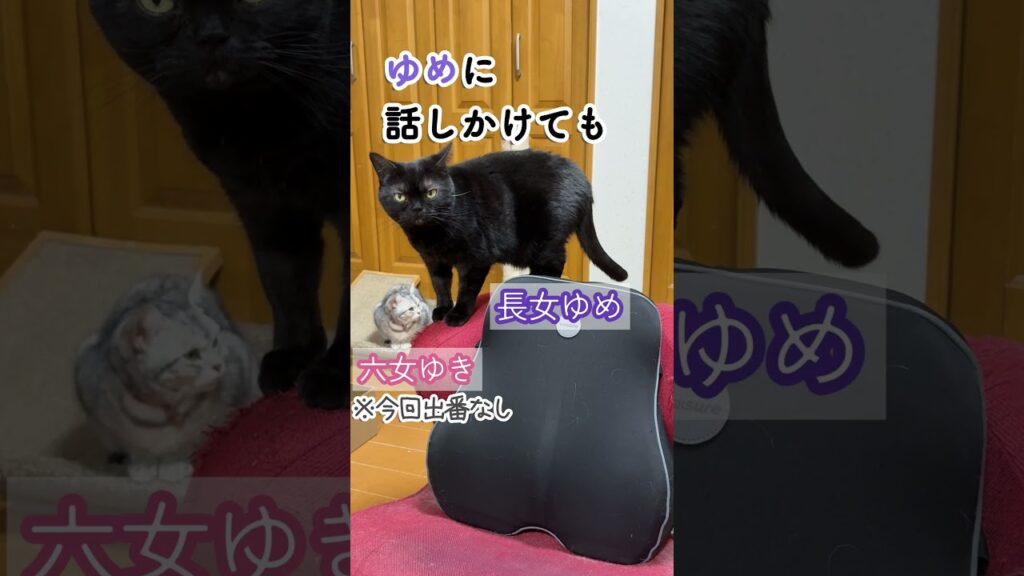 猫猫パニック?in アニマルハウス #セルカークレックス#アメリカンショートヘア #柴犬#アニマルハウス #ネコ #dog #ねこ #cat 猫猫パニック?in アニマルハウス #セルカークレックス#アメリカンショートヘア #柴犬#アニマルハウス #ネコ #dog #ねこ #cat