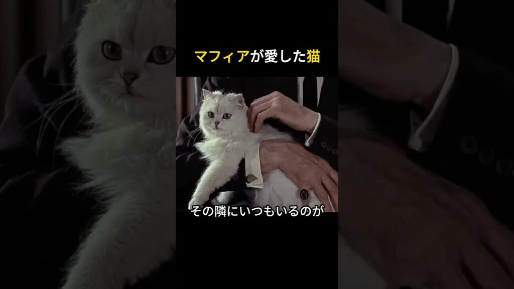 マフィアが愛した猫  #猫 #ペルシャ猫 #マフィア