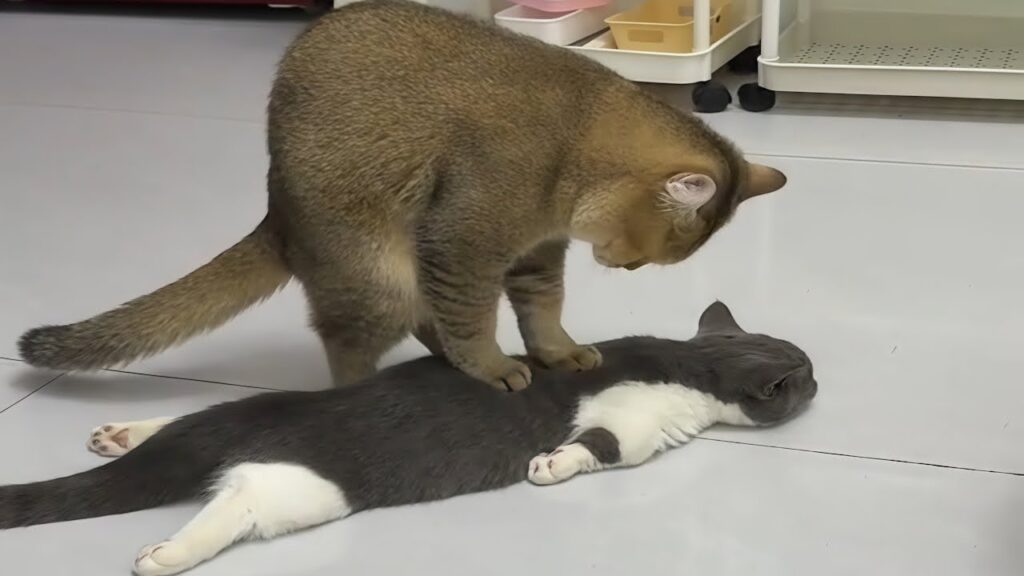 Cats Being Weird