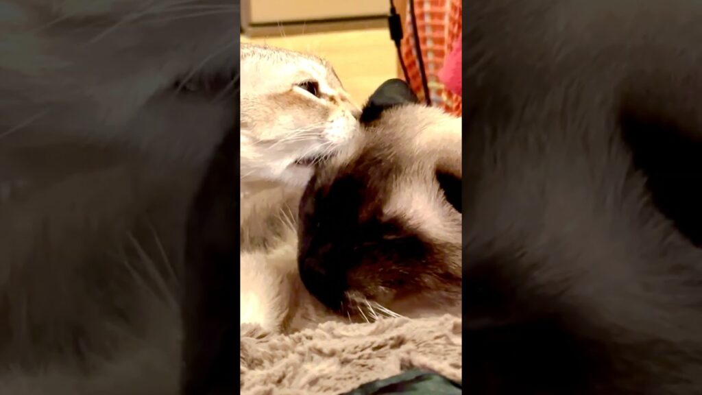 たぬき猫をペロペロしまくって安眠妨害しちゃうシンガプーラなのにゃ♪#cat #シンガプーラ #トンキニーズ#たぬき猫#singapura#tonkinese