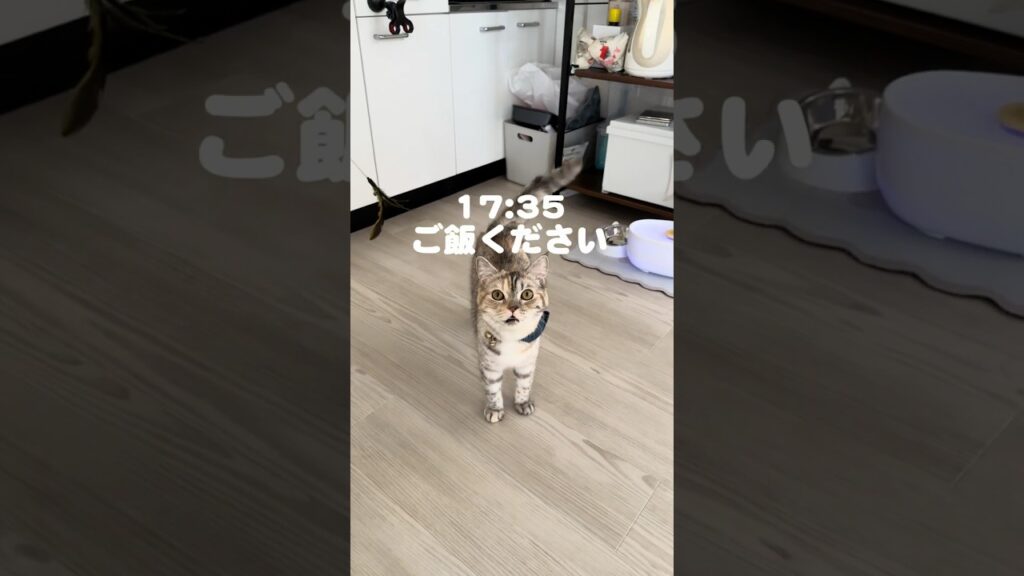 朝から飼い主を一喝した日　#猫#ネコ#cat#スコティッシュフォールド#たち耳スコティッシュ#catlife#funnycat#고양이