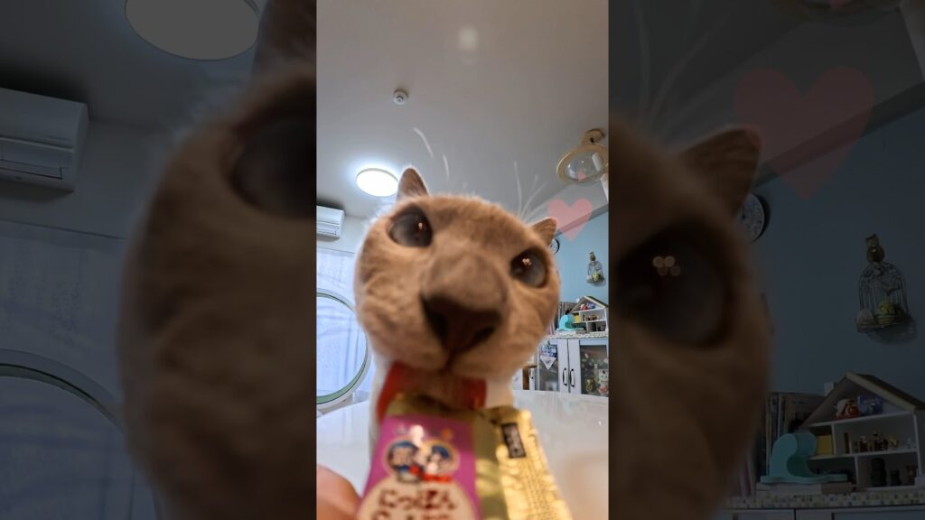 【猫ごはん】ぺろぺろ夢中→チラ見→ぺろぺろ…かわいすぎた😳💛  #猫ごはん #猫 #ウェットフード