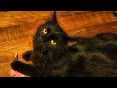 Manx Cat Meowing, Mrrping, & Talking Manx Cat Meowing, Mrrping, & Talking