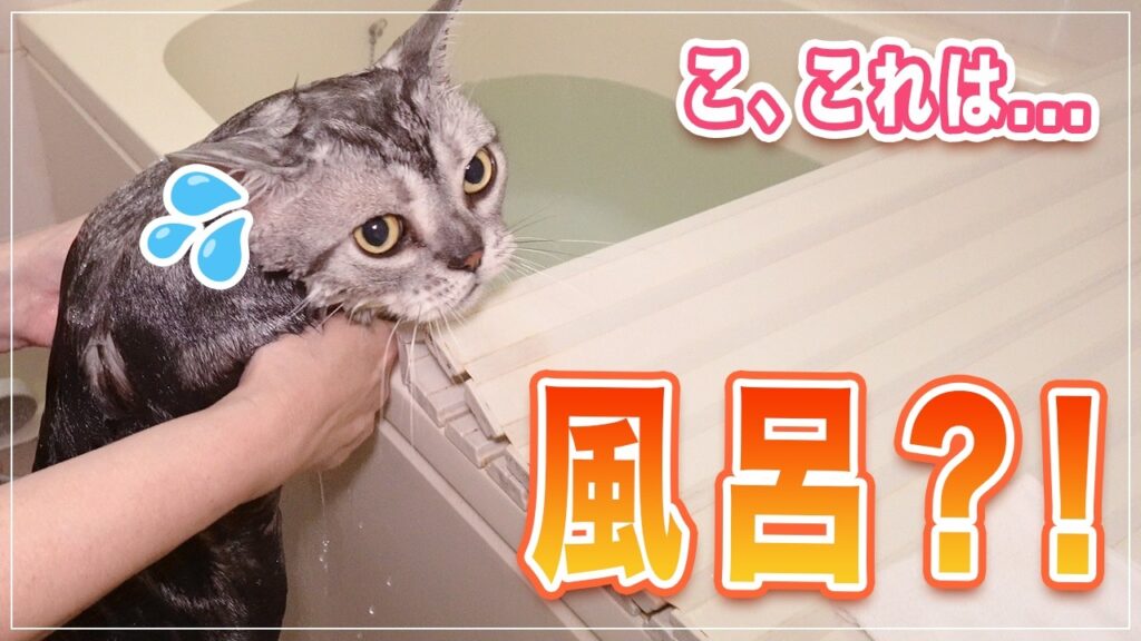 【ディーン】プロがお家でアメショーをシャンプー | ここまで解説していいの? | シャンプー中に乱入してくる猫【アメショー】 【ディーン】プロがお家でアメショーをシャンプー | ここまで解説していいの? | シャンプー中に乱入してくる猫【アメショー】