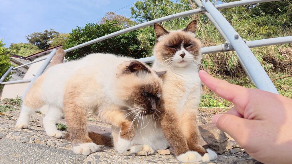 そっくりなシャム猫コンビをモフっていると仲間達がワラワラと集まって来た そっくりなシャム猫コンビをモフっていると仲間達がワラワラと集まって来た