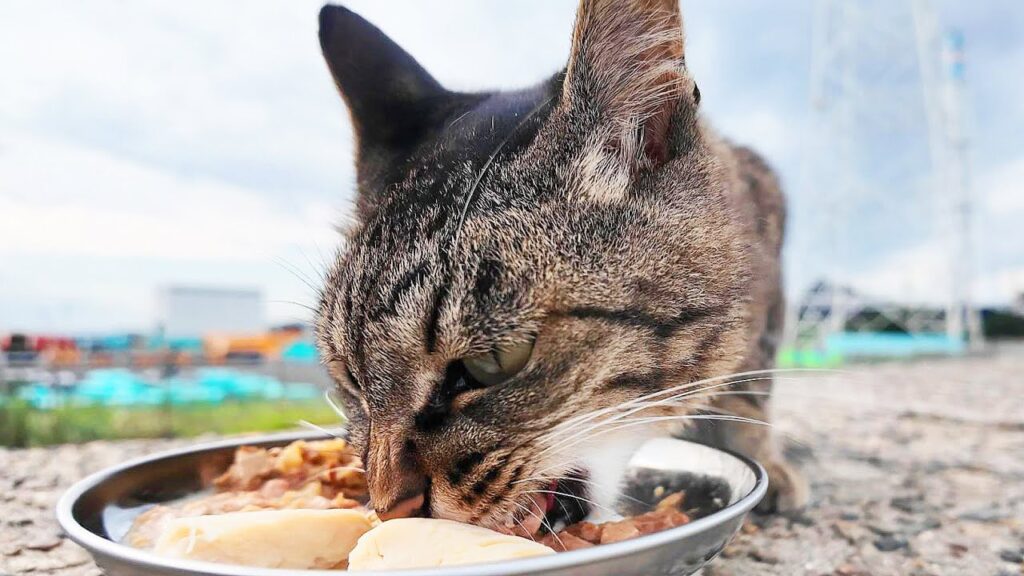 日本の野良猫 空腹で鳴いて防波堤をかけ上がる猫にご飯をあげると・・・ さくらねこへのエサやり【ご視聴だけでも猫たちを助けることになります】支援者様 視聴者様 猫たちに神のご加護を! 日本の野良猫 空腹で鳴いて防波堤をかけ上がる猫にご飯をあげると・・・ さくらねこへのエサやり【ご視聴だけでも猫たちを助けることになります】支援者様 視聴者様 猫たちに神のご加護を!