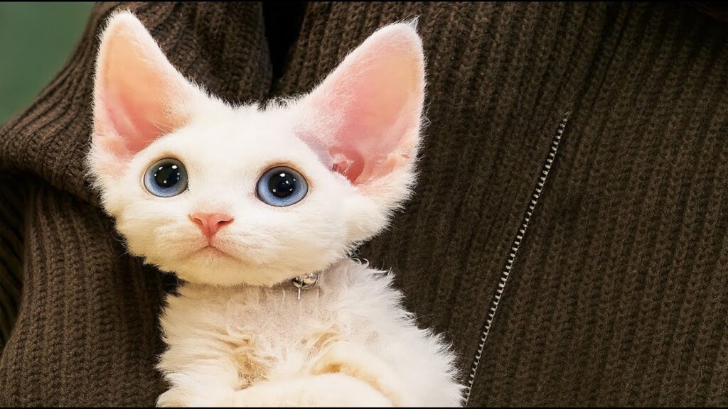 デボンレックスに会いましょう😺 | おとぎ話から飛び出してきたような巻き毛の猫✨ デボンレックスに会いましょう😺 | おとぎ話から飛び出してきたような巻き毛の猫✨