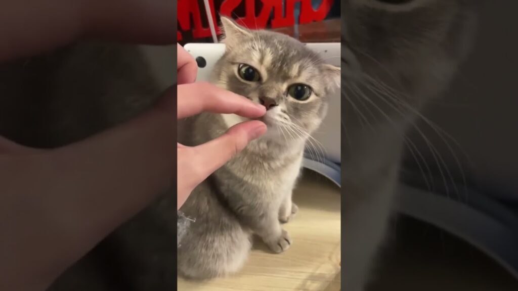 He Is a Cat With One Brain Cell 😂 He Is a Cat With One Brain Cell 😂