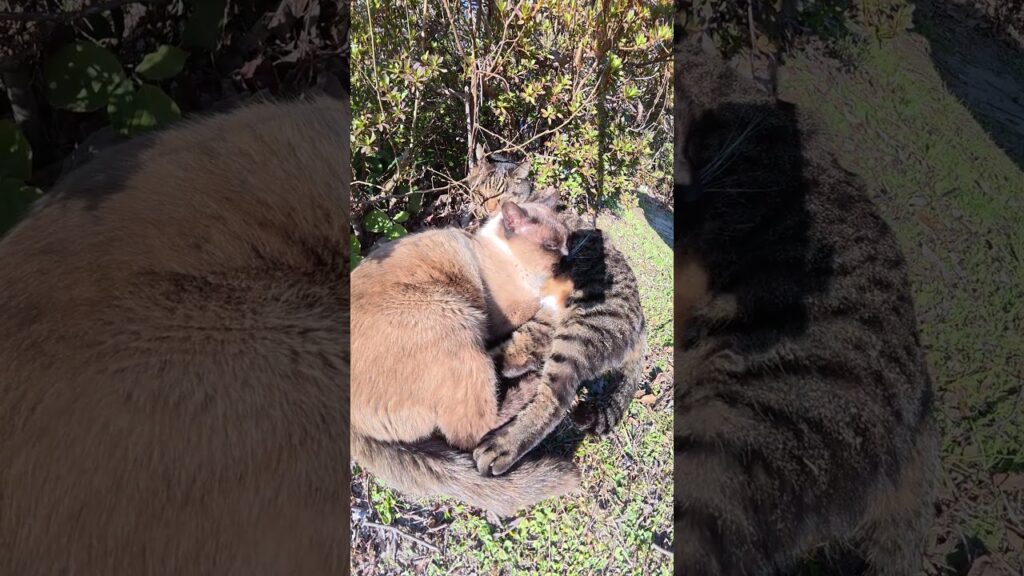 シャム猫がお友達のキジトラ猫をクッションにしてお昼寝する #猫 #ねこ #cat