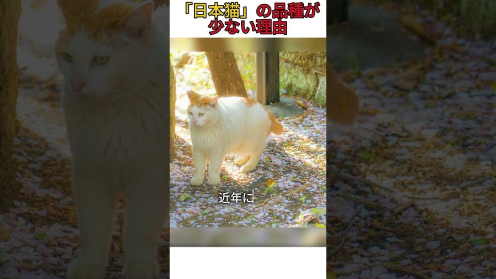 「日本猫」の品種が少ない理由 #猫 #猫のいる暮らし
