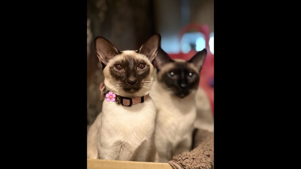 シャム猫I am a Siamese cat. Livestream シャム猫I am a Siamese cat. Livestream