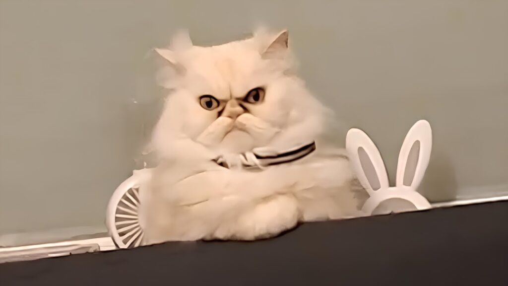 CATS Being the Boss