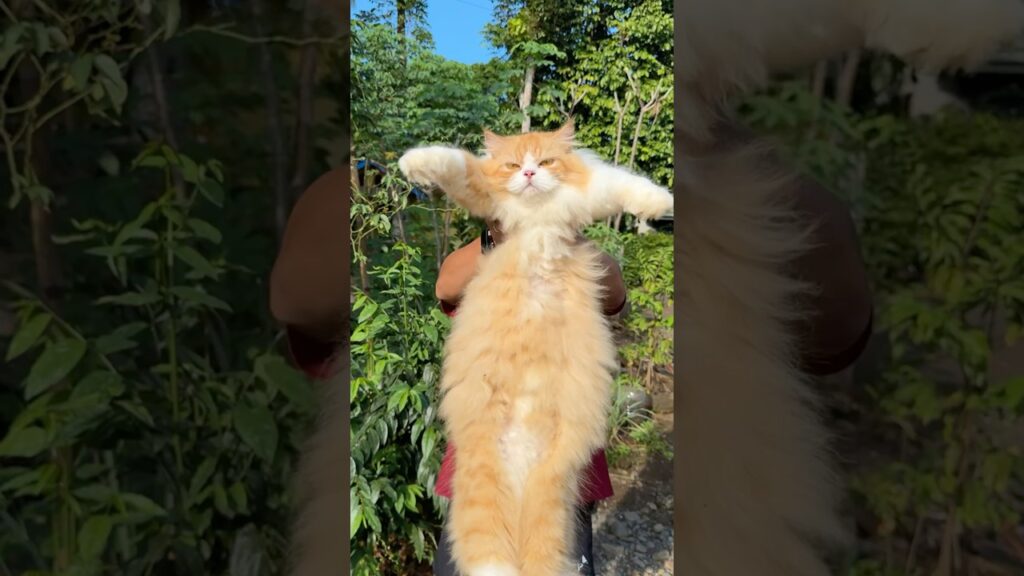 The change of kittens vs adult cats is very big #kitten #cat #catlife #catvideos #kucing The change of kittens vs adult cats is very big #kitten #cat #catlife #catvideos #kucing