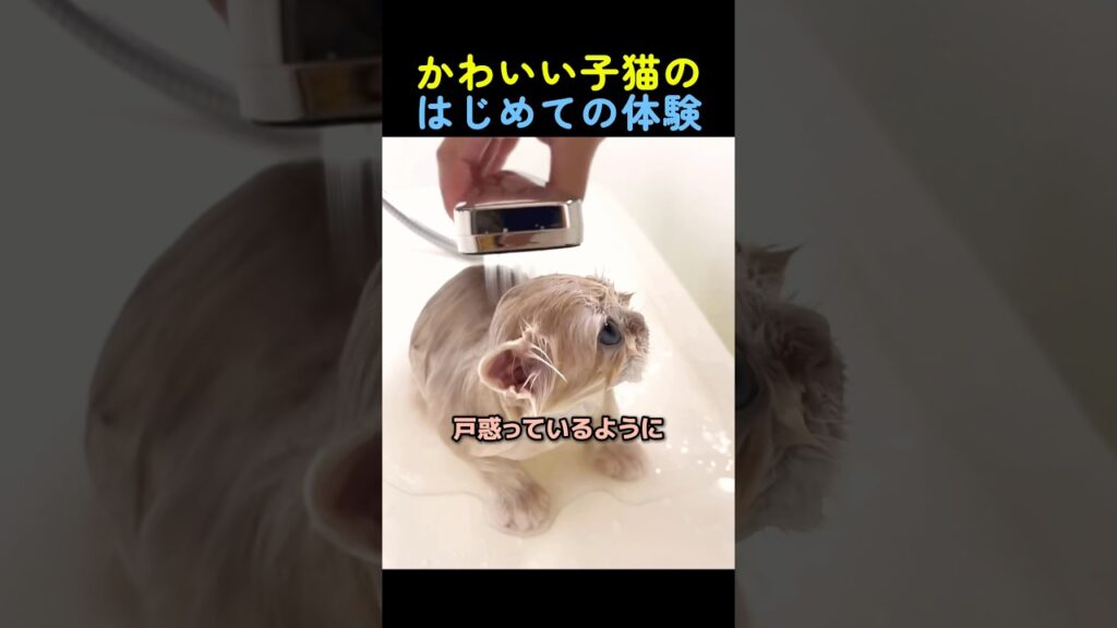 はじめてお風呂に入る子猫🐈