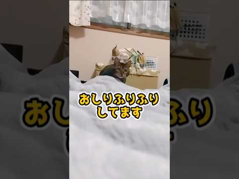 【ベンガル猫】ベンガル猫の身体能力凄ない！？ #ベンガル猫 #かわいい