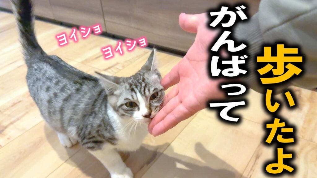脚を骨折した子猫がお家の中を探険するのを、みんなで応援しながら眺めました