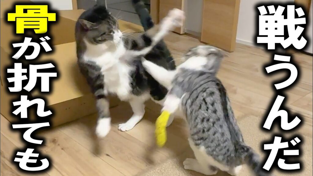 脚を骨折した子猫が、格上猫とプロレス勝負…そして友情が芽生える