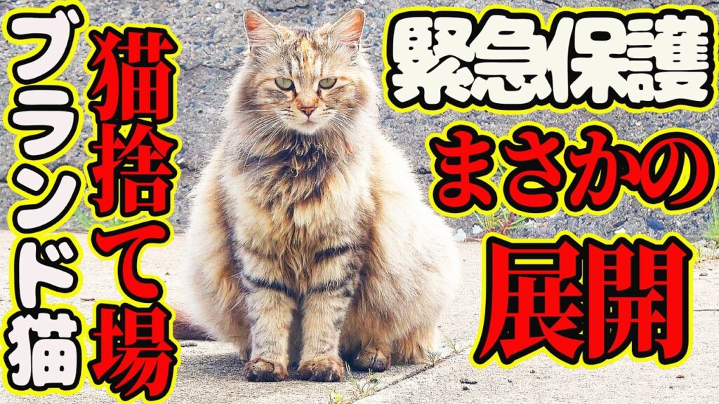 【サイベリアン保護】お腹パンパンのブランド猫 子猫全匹の命に奇跡が起きました・・・ママの名前は早苗ちゃん 【サイベリアン保護】お腹パンパンのブランド猫 子猫全匹の命に奇跡が起きました・・・ママの名前は早苗ちゃん