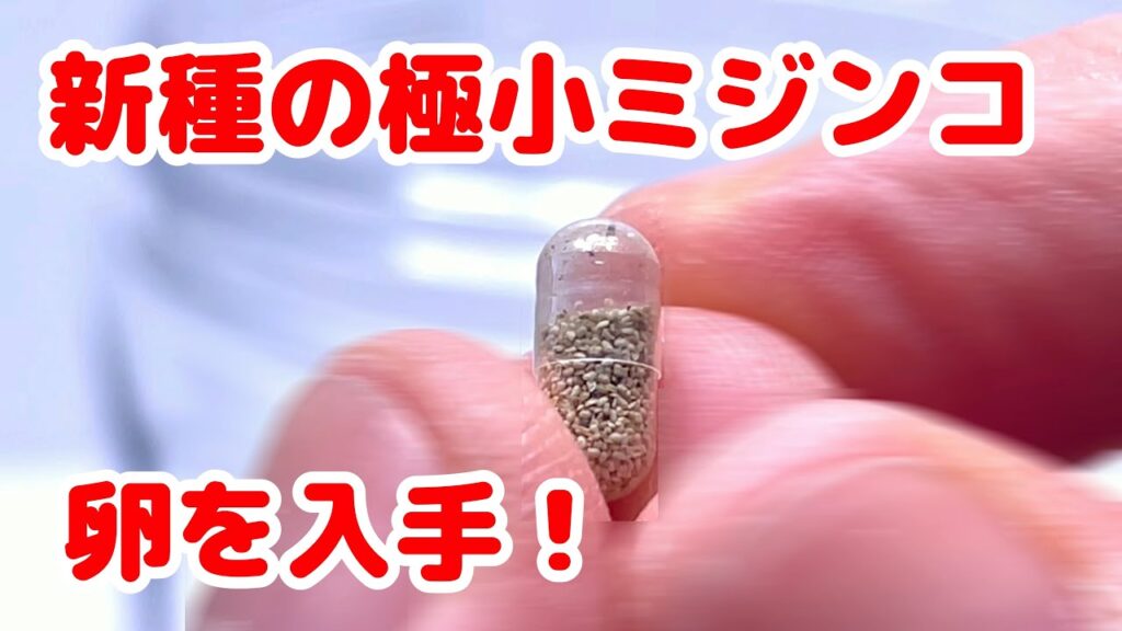 世界最小ミジンコ!? シャムミジンコに挑戦! 世界最小ミジンコ!? シャムミジンコに挑戦!