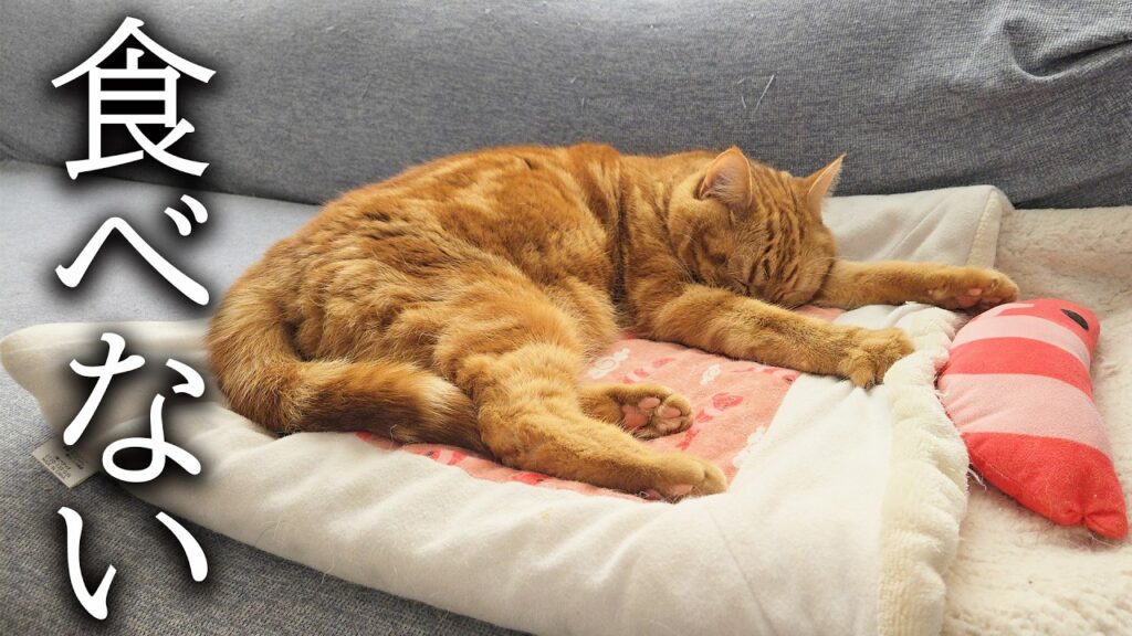 子猫が一口もごはんを食べなくなってしまいました… 子猫が一口もごはんを食べなくなってしまいました...