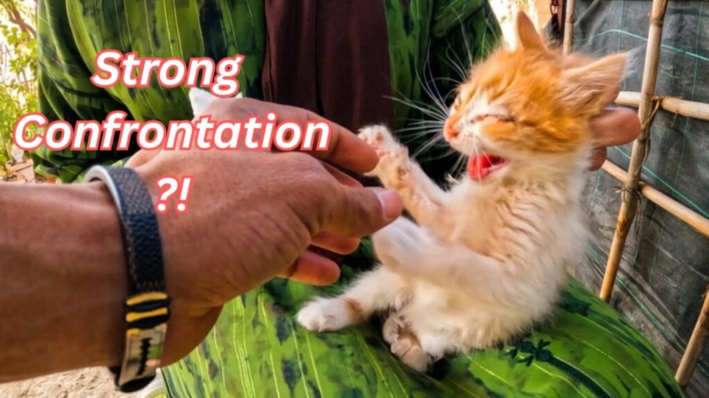 Angry Kittens! Trying to help their eyes but they keep hissing! Angry Kittens! Trying to help their eyes but they keep hissing!