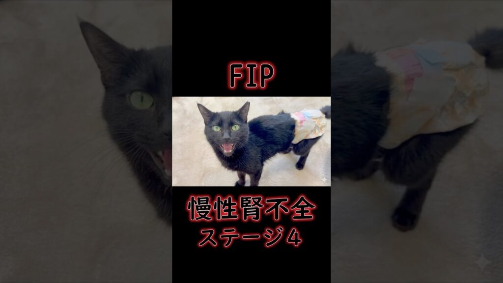 「もう助からない」と言われた黒猫が起こした“2つの奇跡” 「もう助からない」と言われた黒猫が起こした“2つの奇跡”