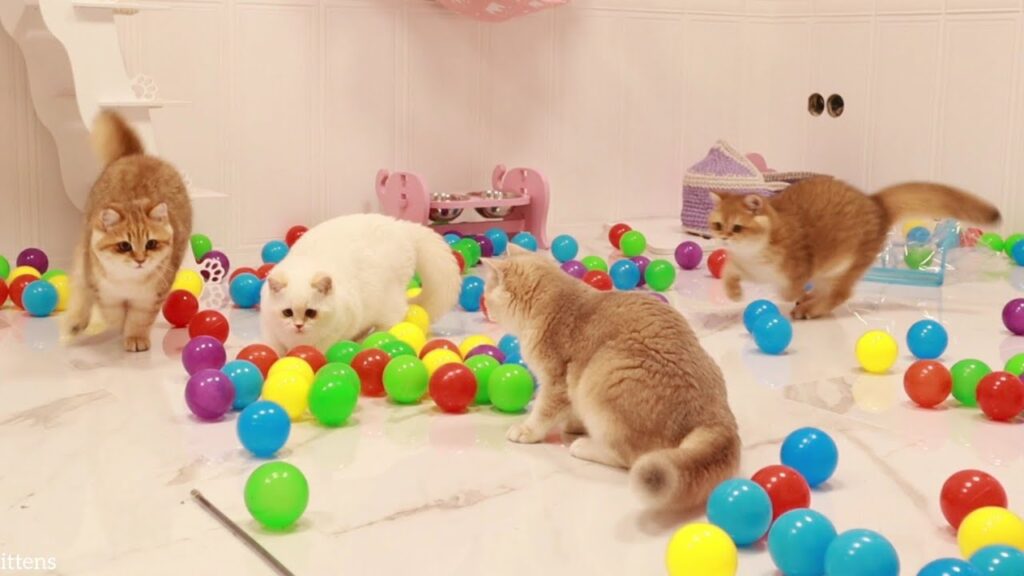Fluffy British Shorthair cats playing with balls Fluffy British Shorthair cats playing with balls