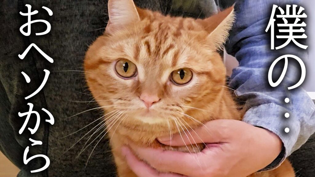 子猫のおヘソから何か飛び出していたので引っ張った結果… 子猫のおヘソから何か飛び出していたので引っ張った結果...