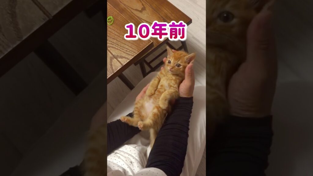 落ちてた子猫、10年後…！…#猫