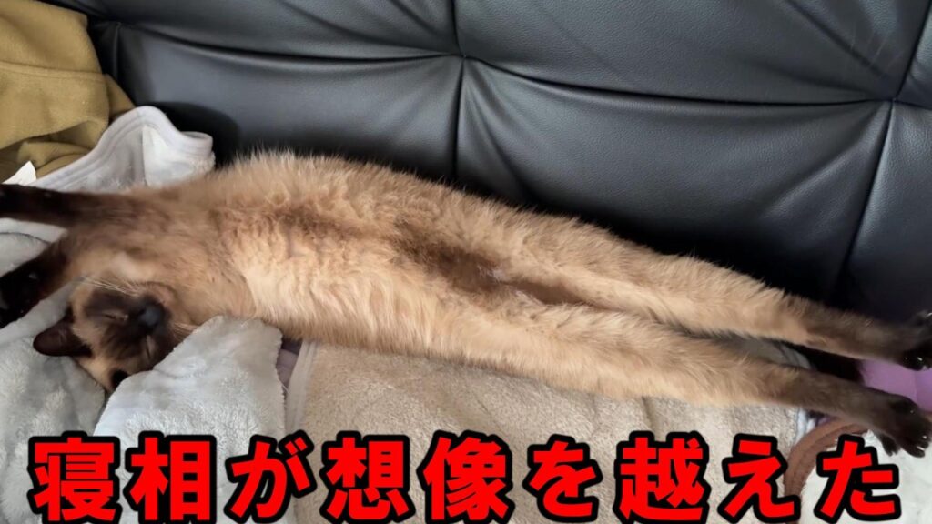 伸びすぎ注意!#猫#ねこ#ネコ#猫のいる暮らし#シャム猫#おもしろ #cat#cats 伸びすぎ注意!#猫#ねこ#ネコ#猫のいる暮らし#シャム猫#おもしろ #cat#cats
