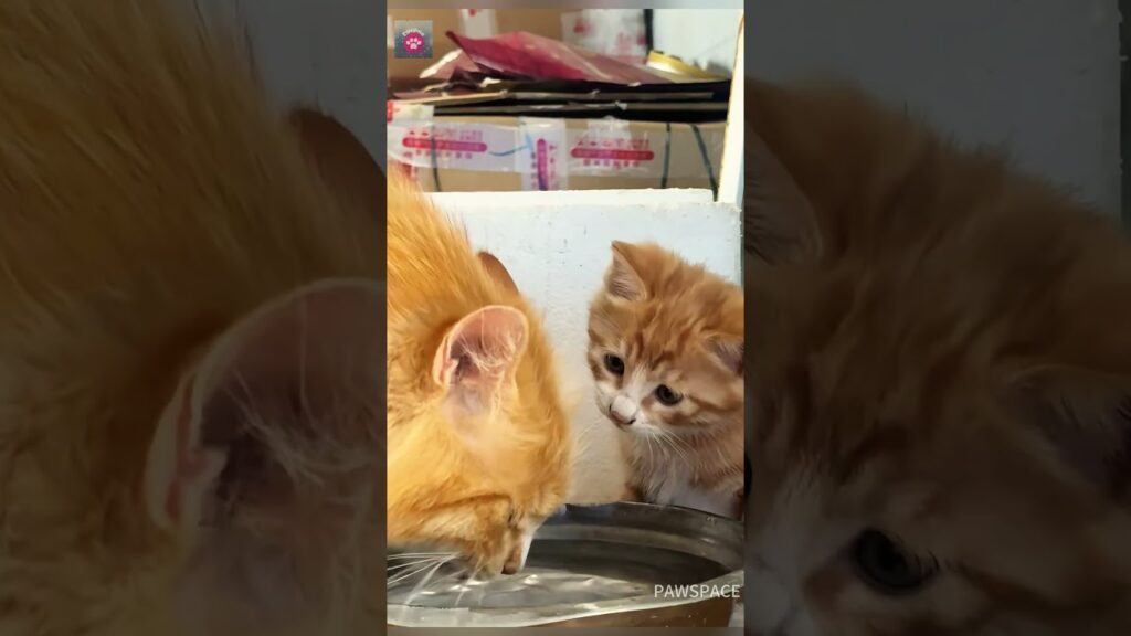 Mommy cats and their adorable kittens#cat #kitten