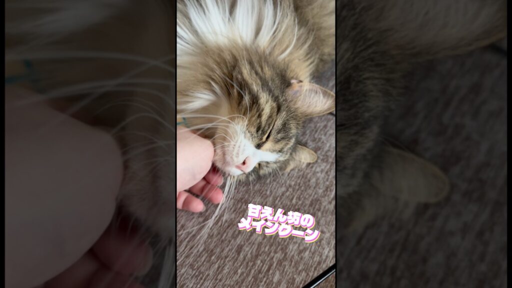 大きな赤ちゃん👶#猫 #メインクーン#cat