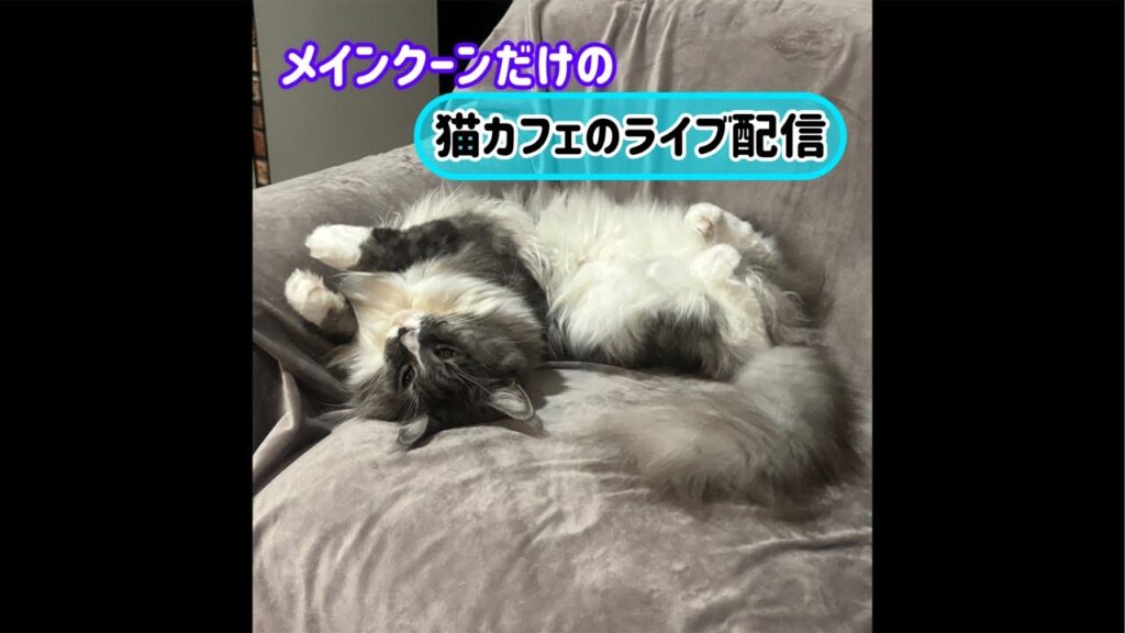 20260518メインクーンだけの【猫カフェのライブ配信】#cat #cooncat #mainecat #もふもふ