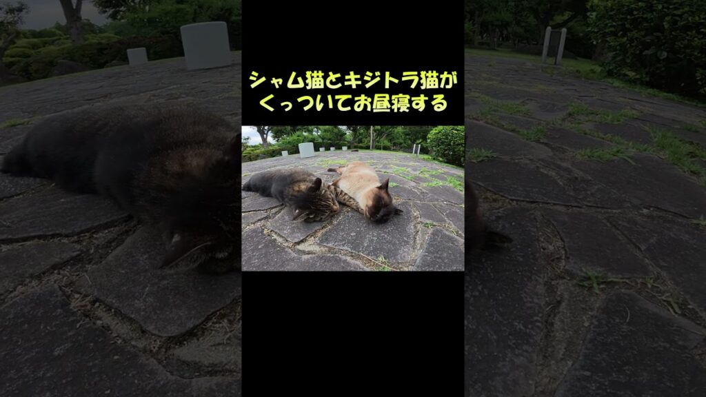 シャム猫とキジトラ猫がくっついてお昼寝する #猫 #ねこ #cat