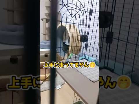 【ベンガル猫】こっそり覗いたら… #猫 #ベンガル猫 #かわいい
