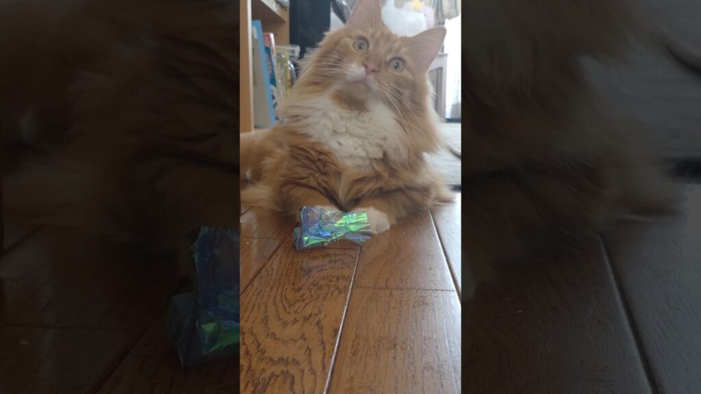 これもね#cat#メインクーン