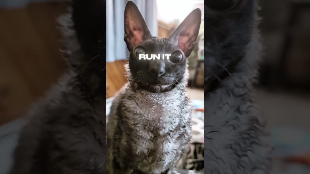 😺🐾😹 Cornish Rex Cat #cat #catlovers #catvideo #cornishrex #funnycats #pets #funnyanimals #kitten 😺🐾😹 Cornish Rex Cat #cat #catlovers #catvideo #cornishrex #funnycats #pets #funnyanimals #kitten