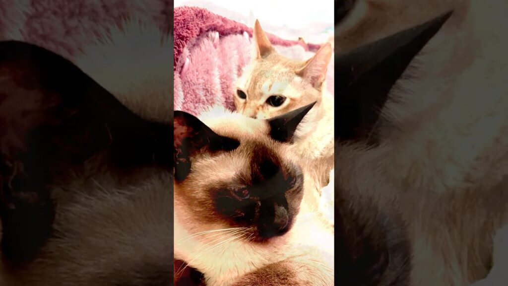 たぬき猫に抱きついて一緒に寝るのかと思ったらガブッとしちゃうシンガプーラなのにゃ♪ #cat #シンガプーラ #トンキニーズ#たぬき猫#singapura#tonkinese