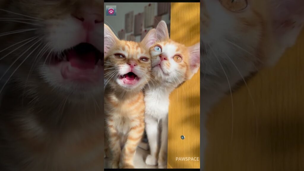 I really like these cats.#cutecats #kitten